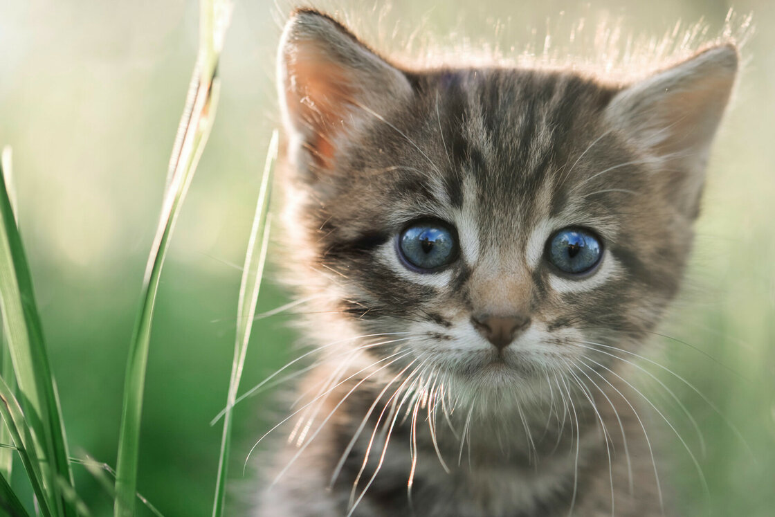 Kitten, alles voor de jonge kat!