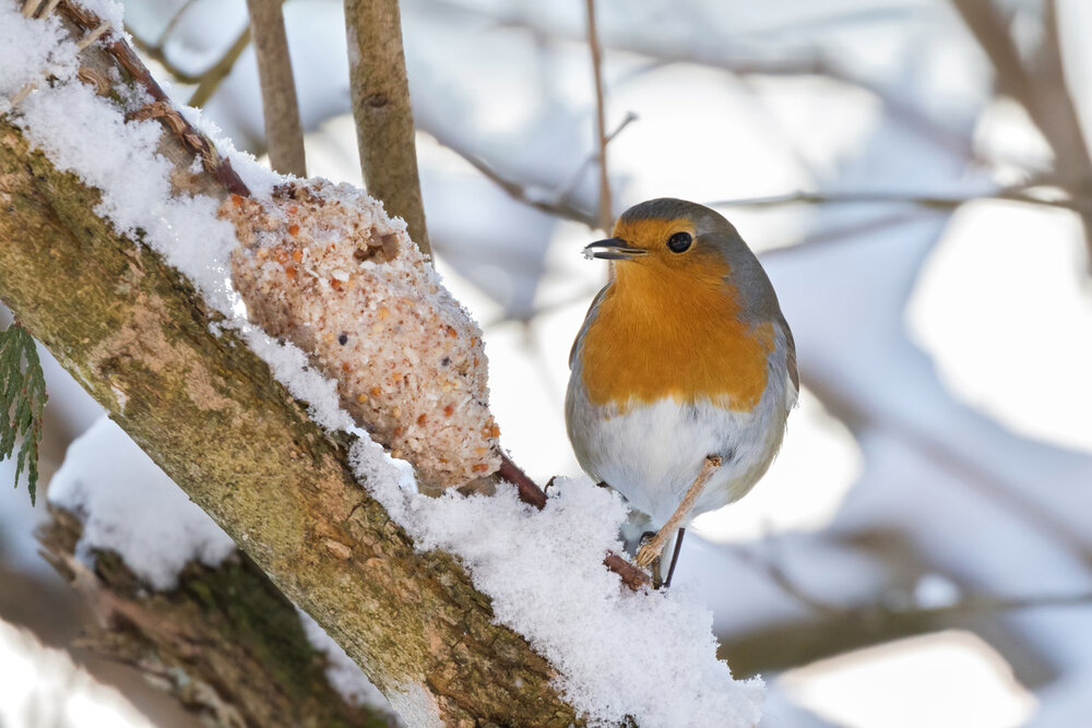 Tuin vogels