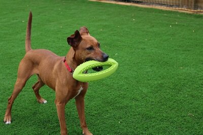 Happy pet grubber interactieve rugbybal mini assorti