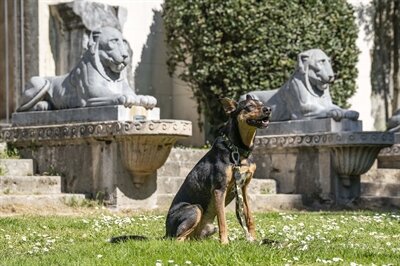 Morso hondenriem verstelbaar gerecycled full metal dog bruin