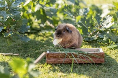 Trixie voederblad schorshout