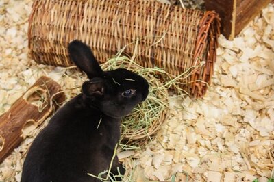 Happy pet wilgen tunnel