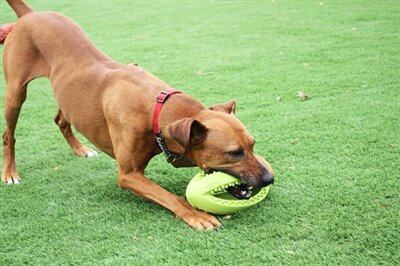 Happy pet grubber interactieve rugbybal