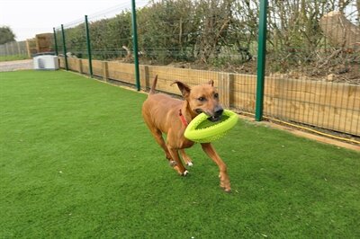 Happy pet grubber interactieve rugbybal