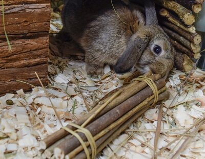 Happy pet willow sticks