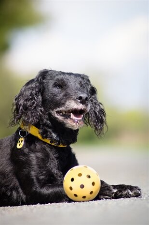 Trixie gatenbal natuurrubber met bel voor blinde of gehandicapte hond