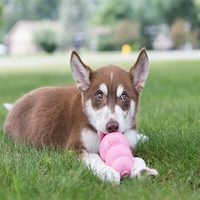 Kong puppy roze of blauw assorti