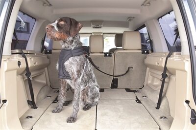 Kong autogordel hond cargo swivel